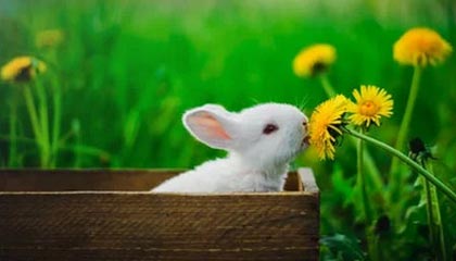 开云-杨瀚森8+3+3乐福28分 混音加时力克南湾湖人